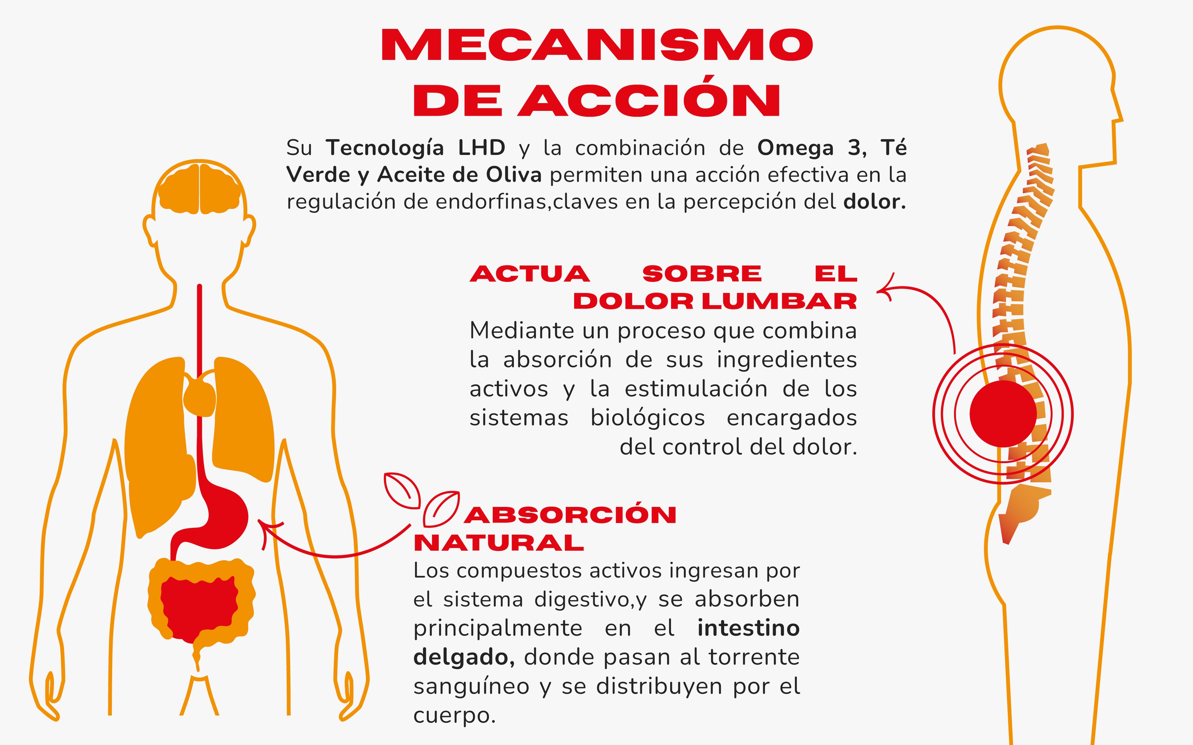 Mecanismo de acción de deyun actuando sobre el dolor lumbar y la inflamacion