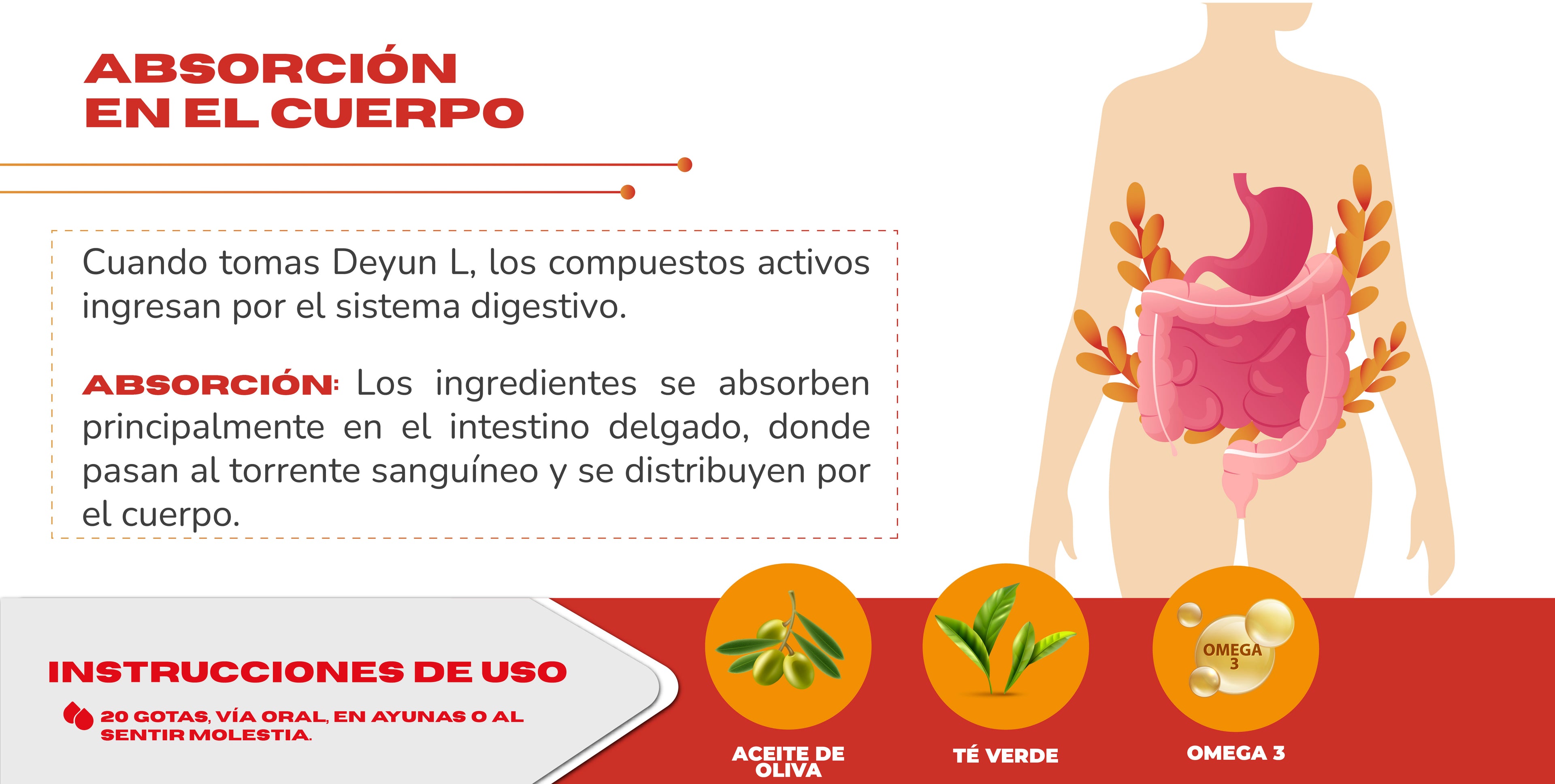 Gráfico que muestra la absorción del suplemento natural Deyun L en el cuerpo para aliviar el dolor lumbar